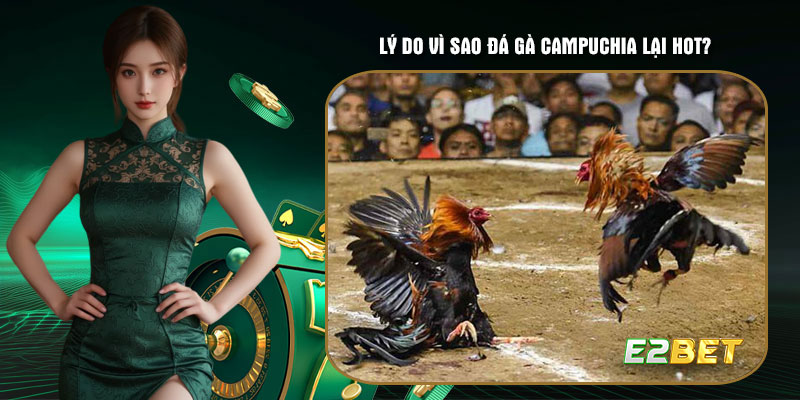 Lý do vì sao đá gà Campuchia lại HOT?