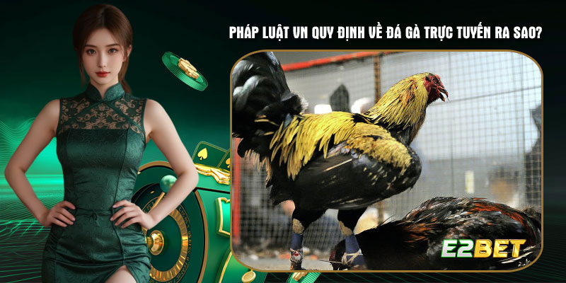 Pháp luật Việt Nam quy định về đá gà trực tuyến ra sao?