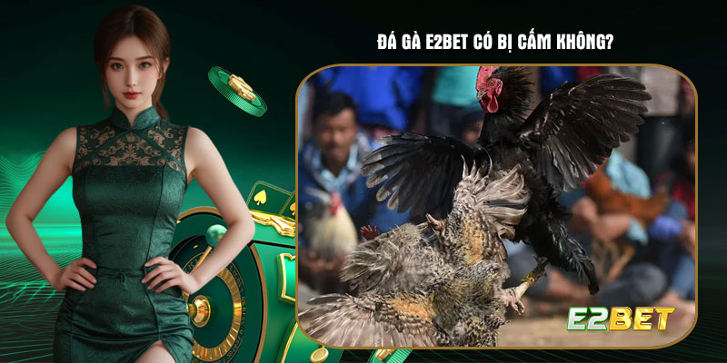 Đá gà E2bet có bị cấm không?