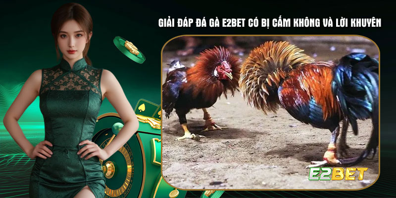 Giải đáp đá gà E2bet có bị cấm không và lời khuyên